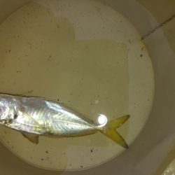 やっぱりだめでした