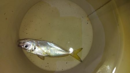 やっぱりだめでした