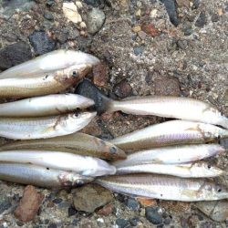 数だけはのびました。