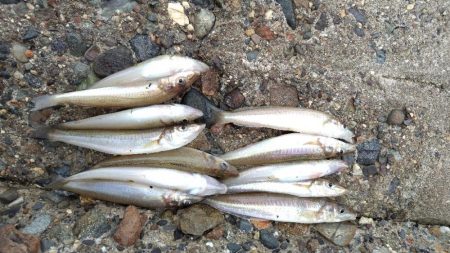 数だけはのびました。