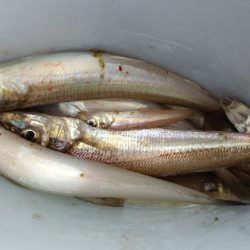 ちょい投げ・・・ではない