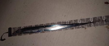 今年初太刀魚調査＆予期せぬ外道も