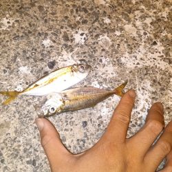 メバリングロッド鱗づけ成功