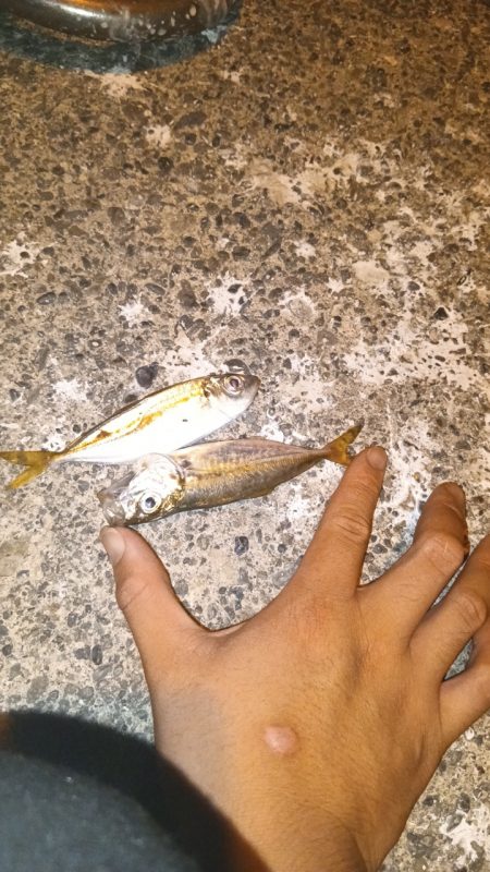 メバリングロッド鱗づけ成功