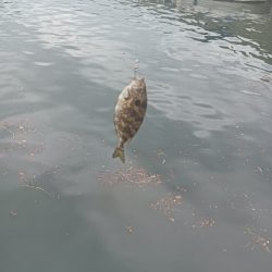 1週間の阿南ライトゲームの釣果