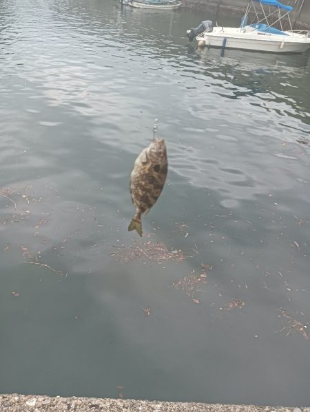 1週間の阿南ライトゲームの釣果