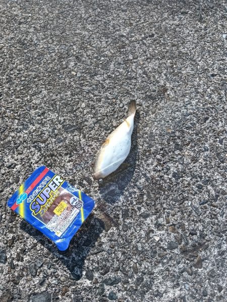 小松島ライトデイゲーム