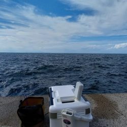 2025秋の青物シーズン開幕