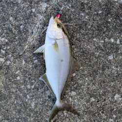 青物ようやく釣れた