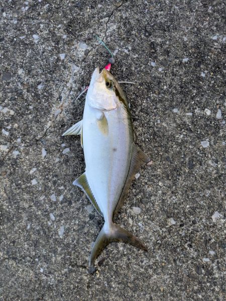 青物ようやく釣れた