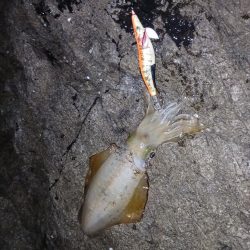 第二回2025秋エギング