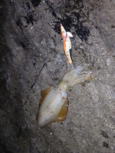 第二回2025秋エギング