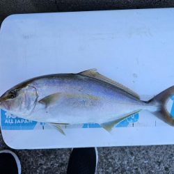 のませでヒラスズキ！シオ！