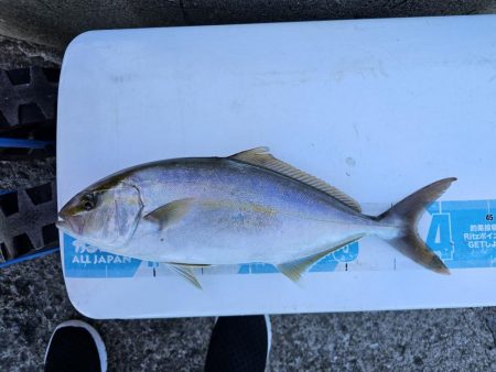 のませでヒラスズキ！シオ！