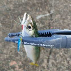 今シーズン初釣行＆初釣果