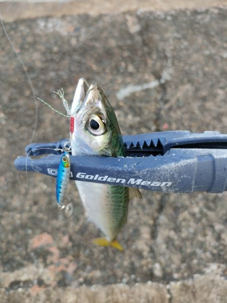 今シーズン初釣行＆初釣果