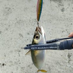 今シーズン2回目釣行はチャリで