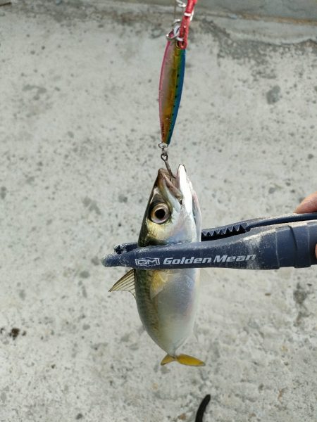 今シーズン2回目釣行はチャリで