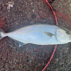 のませ釣りでハマチとシオ