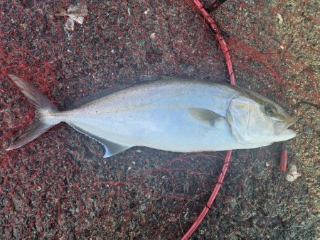 のませ釣りでハマチとシオ