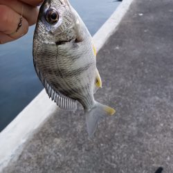 暮れる前にひと投げ