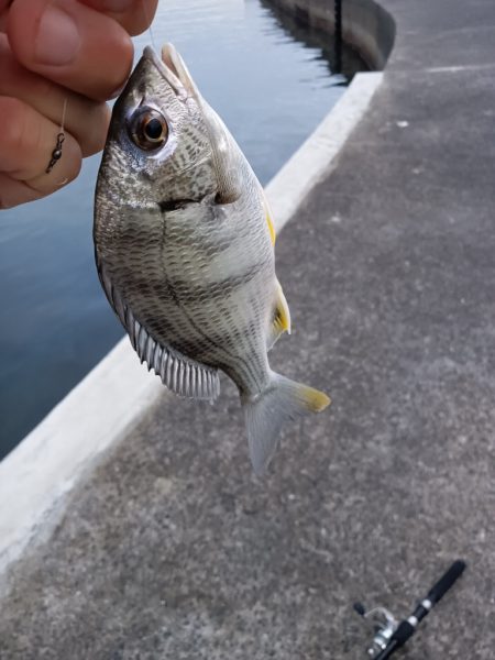 暮れる前にひと投げ