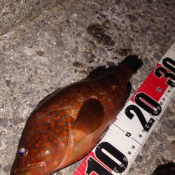 電気ウキ釣り 11