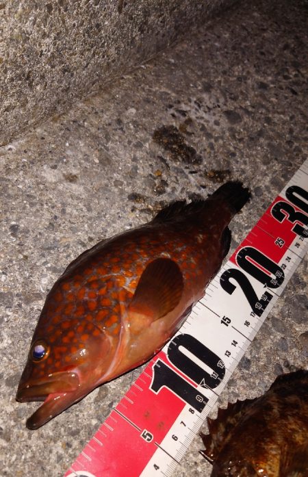 電気ウキ釣り 11