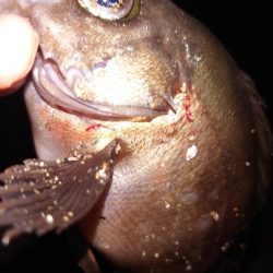 電気ウキ釣り 12