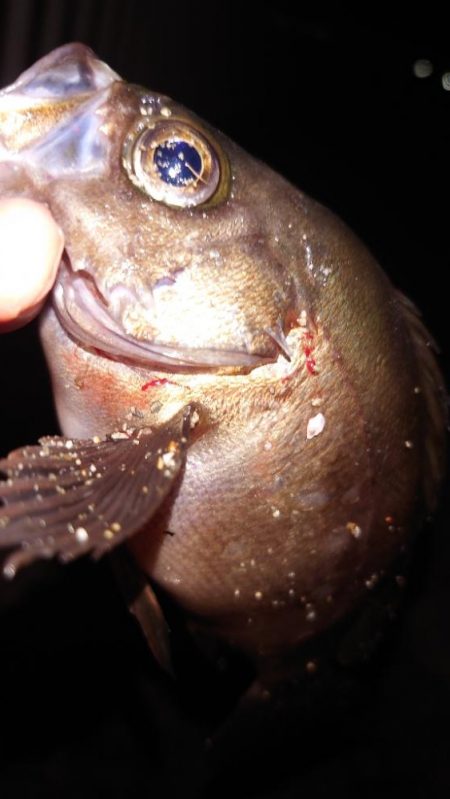 電気ウキ釣り 12