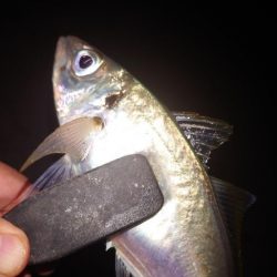 電気ウキ釣り 13