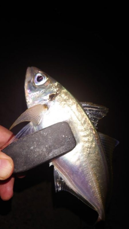 電気ウキ釣り 13