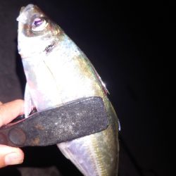 電気ウキ釣り 14