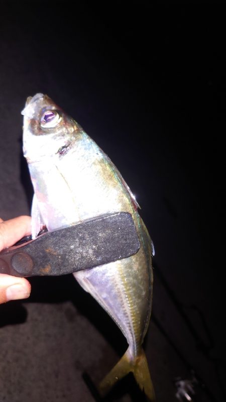 電気ウキ釣り 14