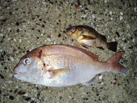 ありがたいお土産