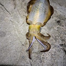 今年初エギング