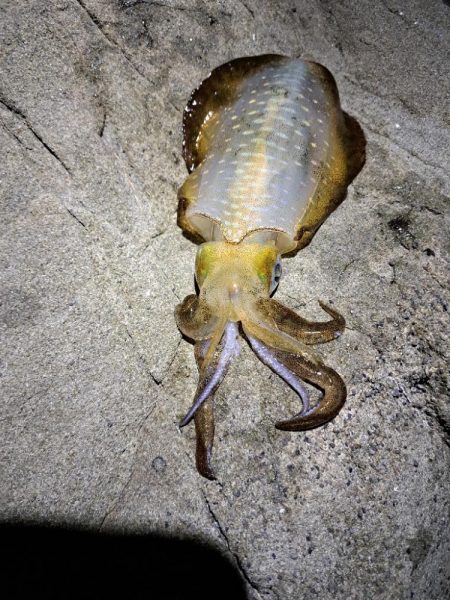 今年初エギング