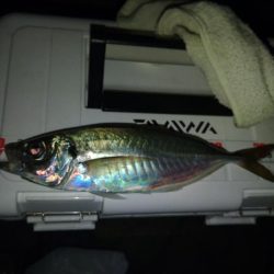 フロートゲーム～