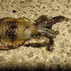 久しぶりの大阪湾