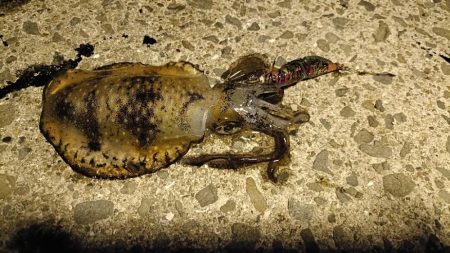 久しぶりの大阪湾