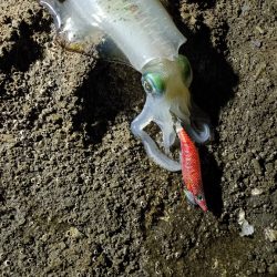 和歌山ナイトエギング