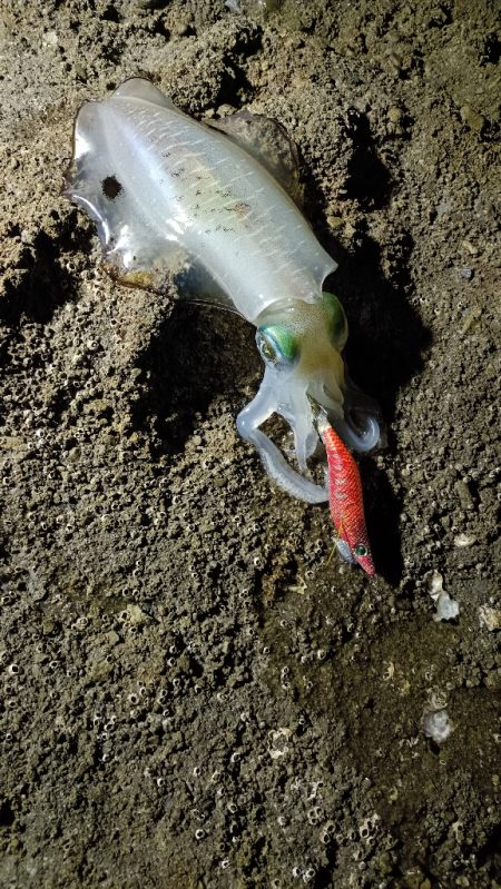 和歌山ナイトエギング