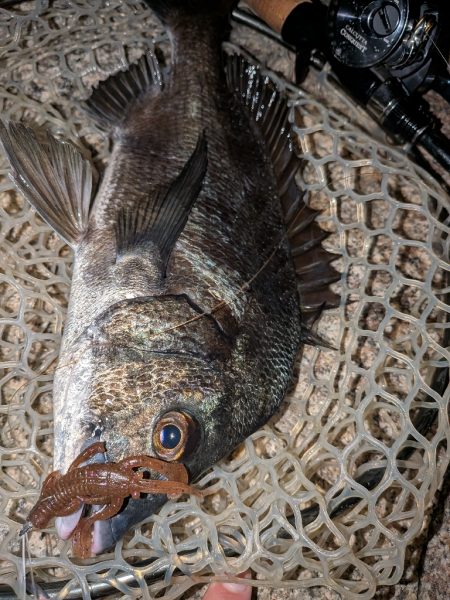 8月ラストチニングは敷石ナイトゲーム