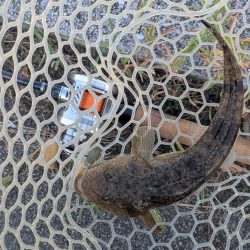 広島チニング壁際サイトフィッシュ