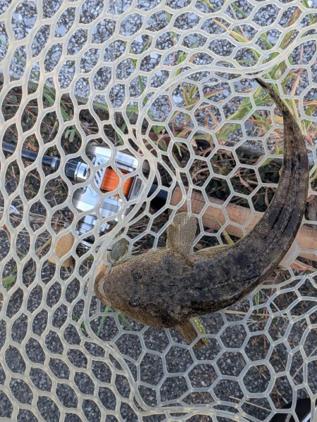 広島チニング壁際サイトフィッシュ