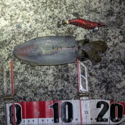 台風後でも濃いのは濁りだけ