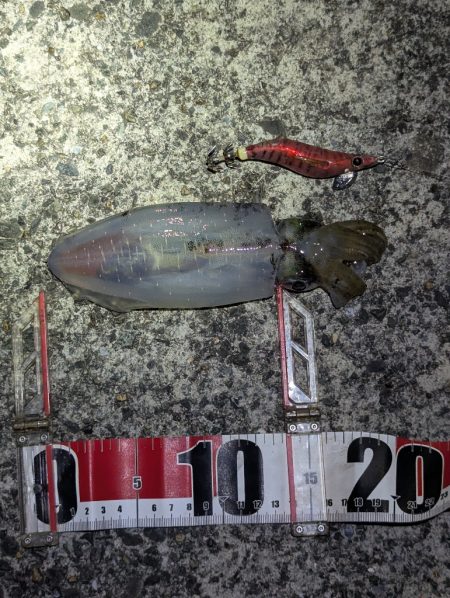 台風後でも濃いのは濁りだけ