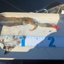 沖のアオリも数少ない？