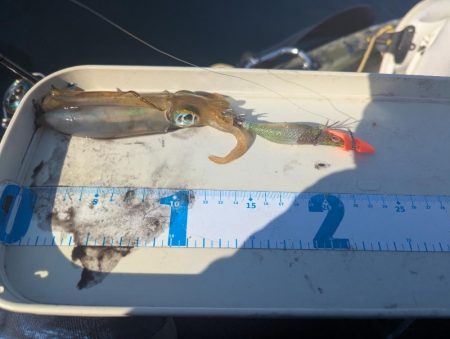 沖のアオリも数少ない？