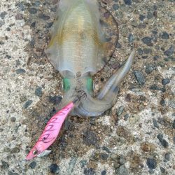 日本海エギング